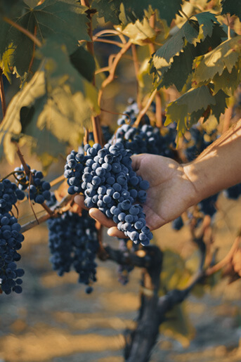 Wine grapes