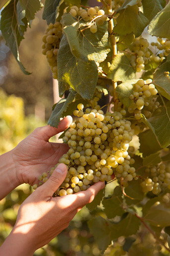 Wine grapes