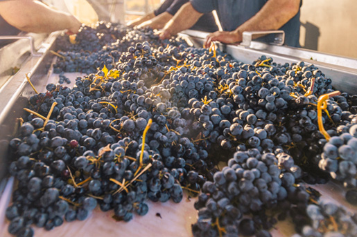Vineyard grapes