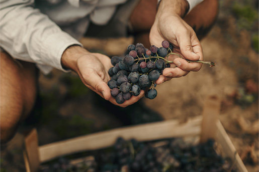 Vineyard detail