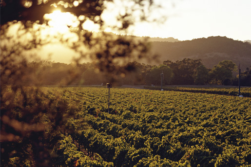 Vineyard grapes