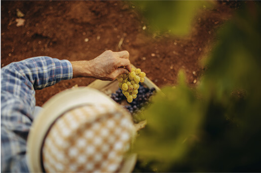Vineyard detail