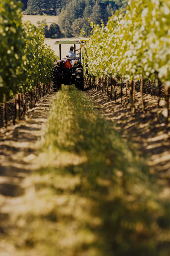Vineyard rows
